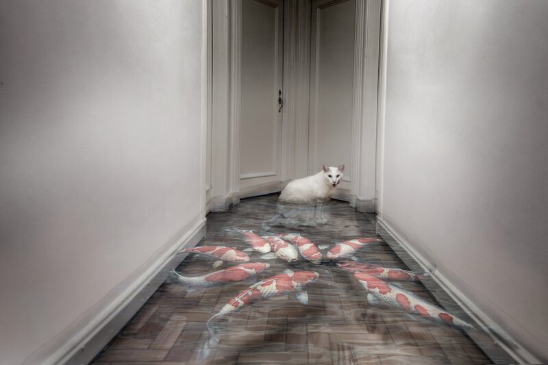 White Cat in Hallway — Serene