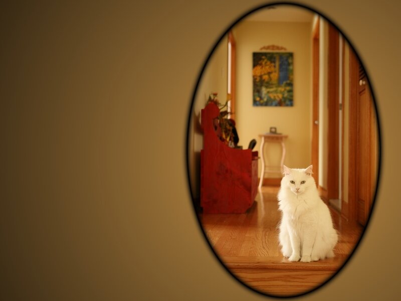 White Cat in Hallway