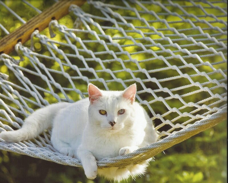 White Cat in Hammock