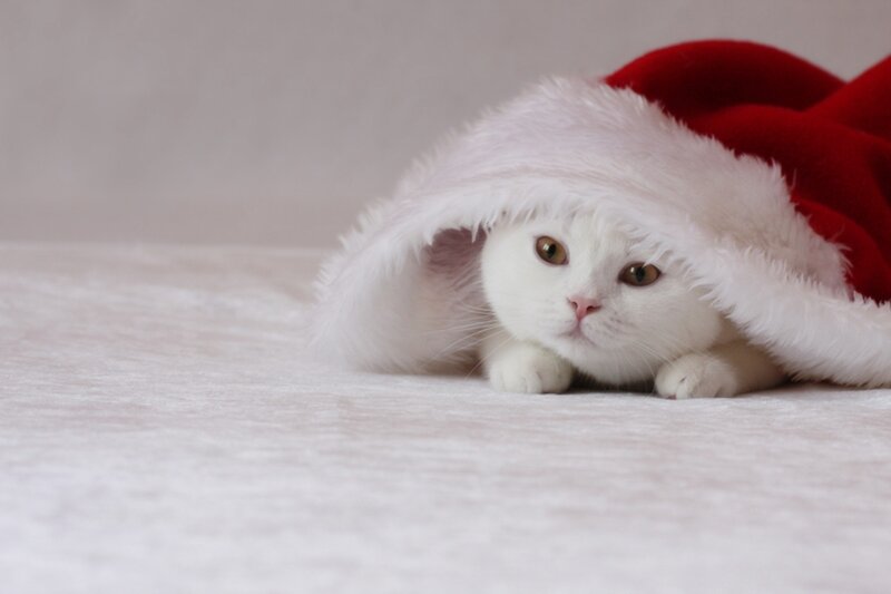 White Cat in Hat — Calm