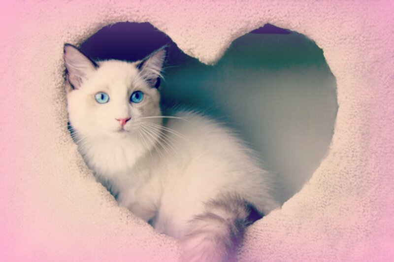 White Cat in Heart-shaped Hole