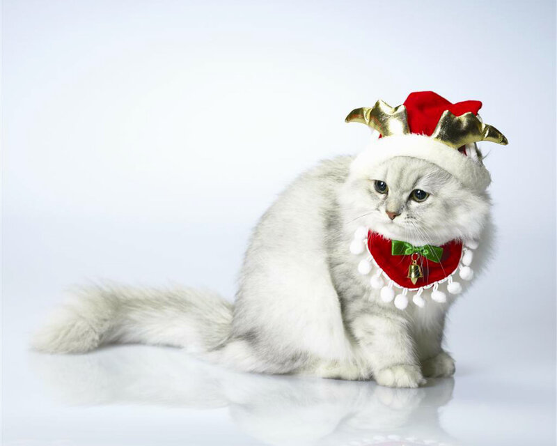 White Cat in Holiday Hat