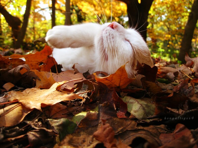 White Cat in Leaves — Brown