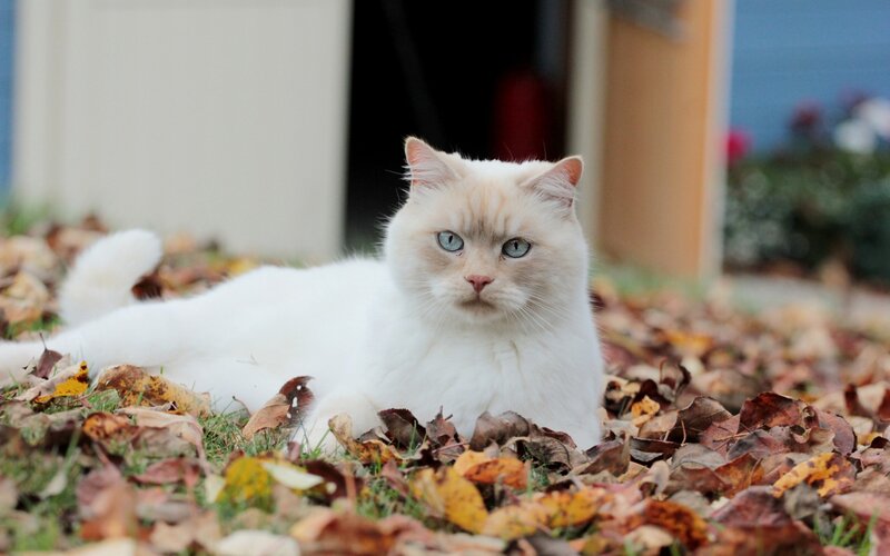White Cat in Leaves — Calm, Autumn, Photograph, Grass, Building
