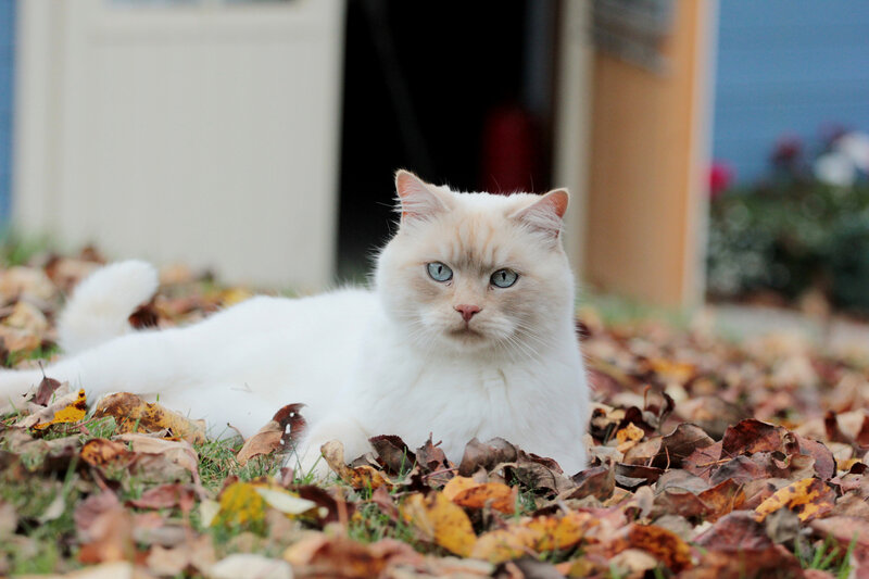White Cat in Leaves — Calm, Autumn