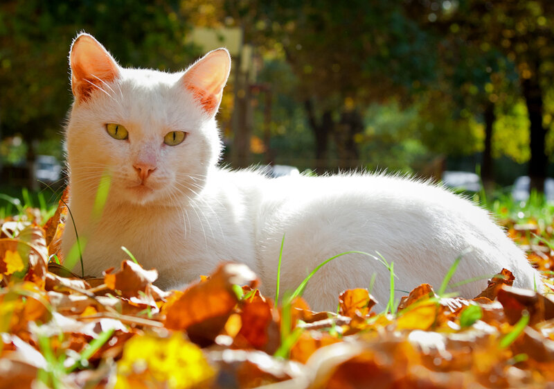 White Cat in Leaves — Calm