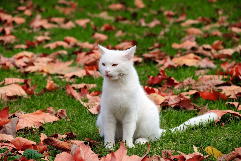 White Cat in Leaves