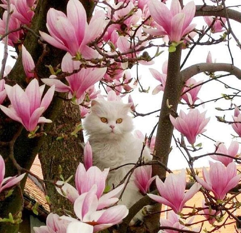 White Cat in Magnolia Tree — Pink