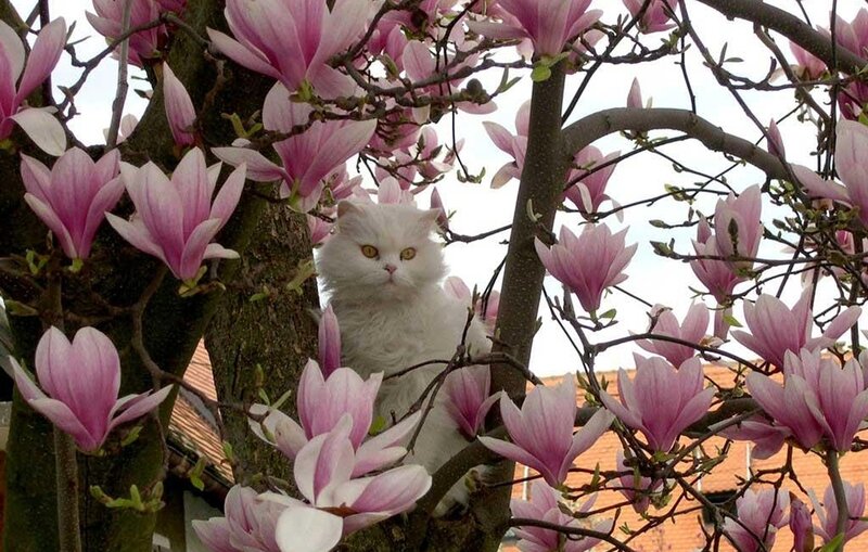 White Cat in Magnolia Tree