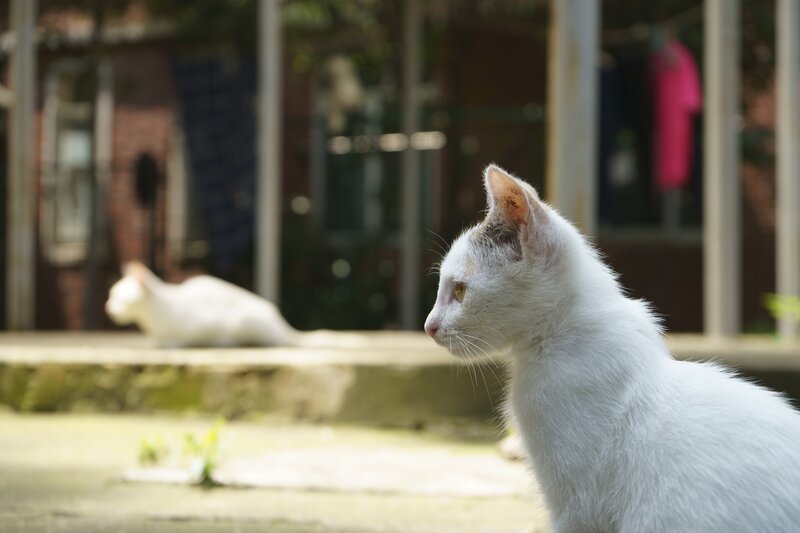 White Cat in Profile — Calm, Afternoon