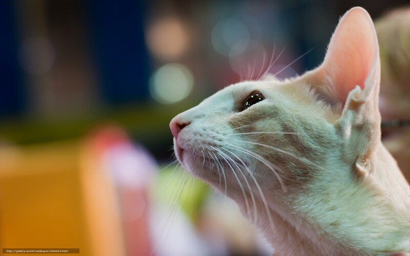 White Cat in Profile — Calm