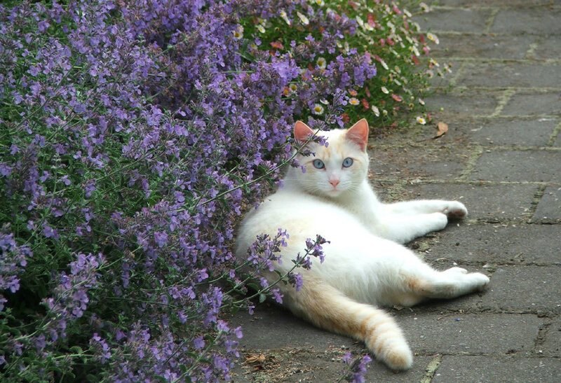 White cat in purple flowers