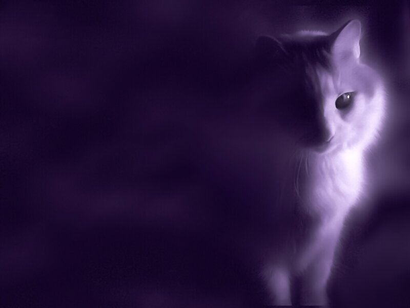 White Cat in Purple Light