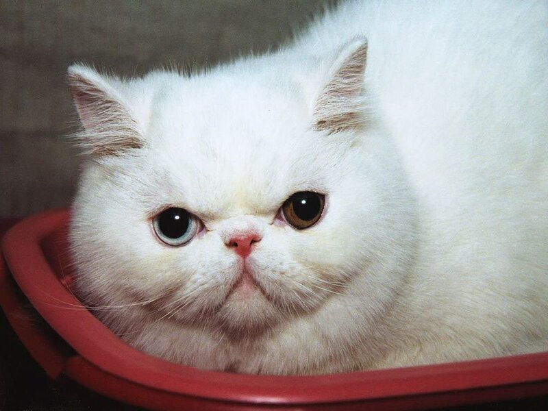 white cat in red bowl