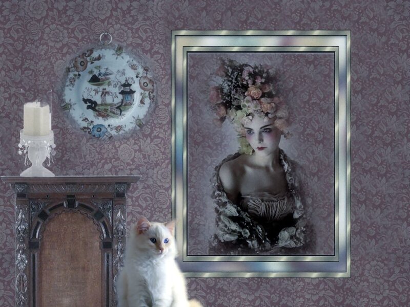 White Cat in Room