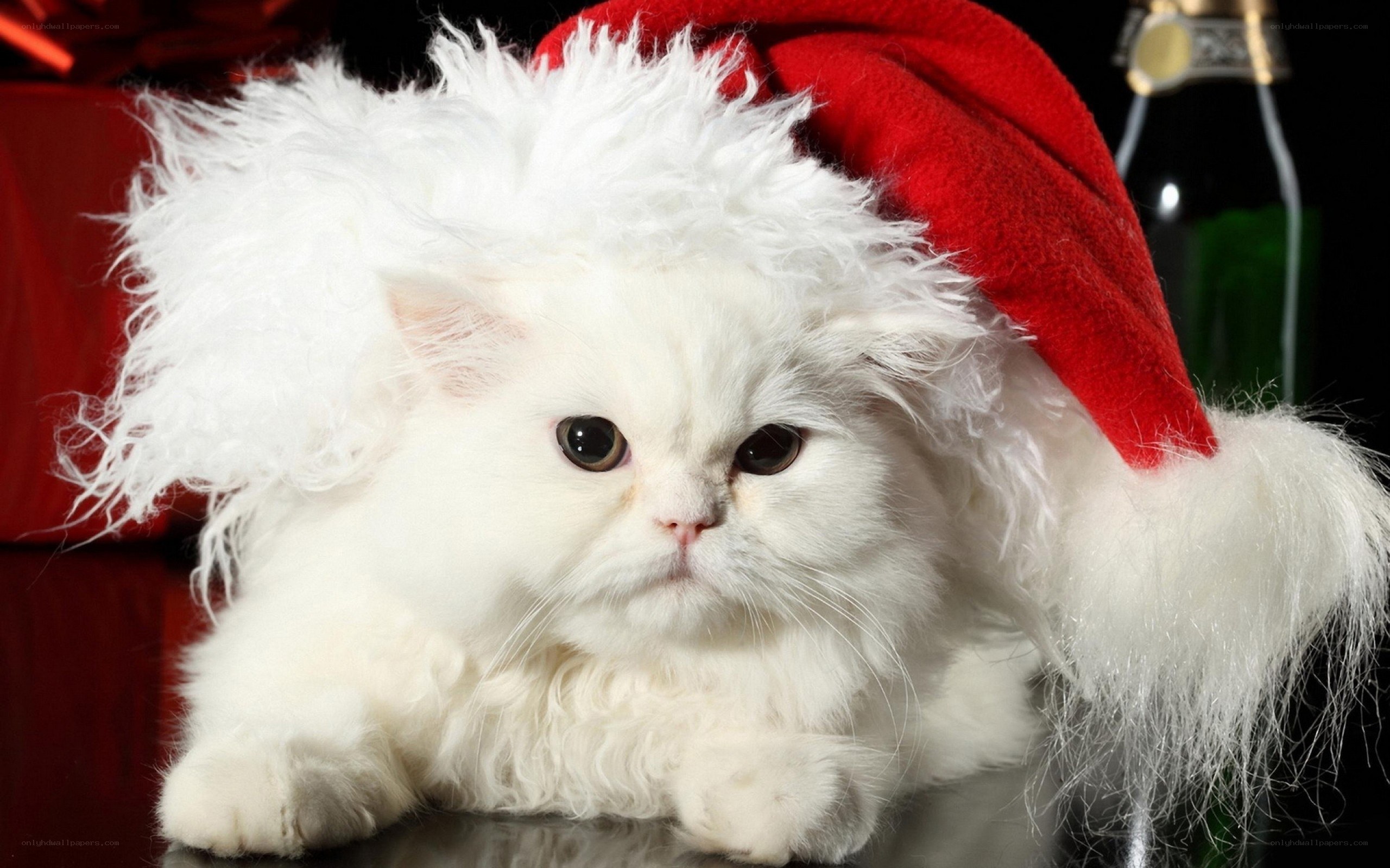 white cat in santa hat