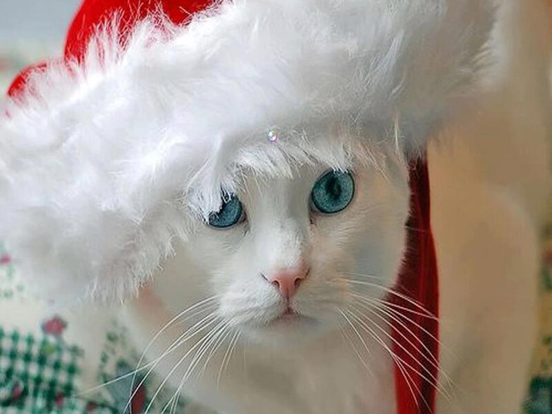 White Cat in Santa Hat — Festive, Photograph
