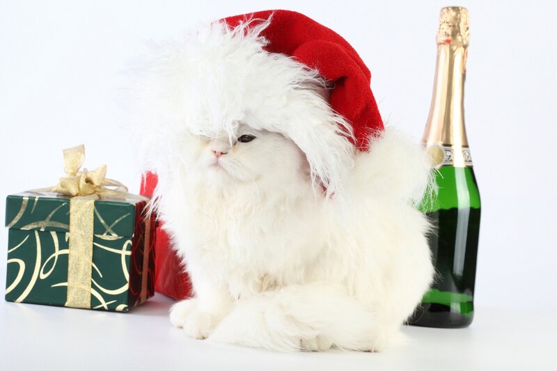 White Cat in Santa Hat — Festive