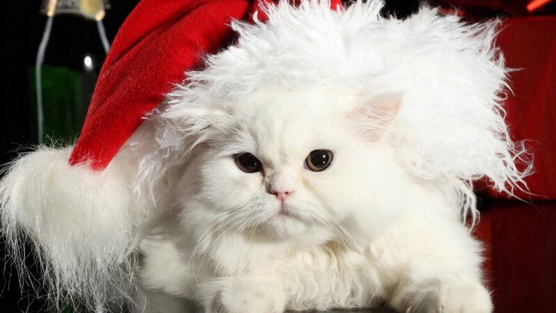White Cat in Santa Hat — Festive, Winter, Photograph, Santa Hat