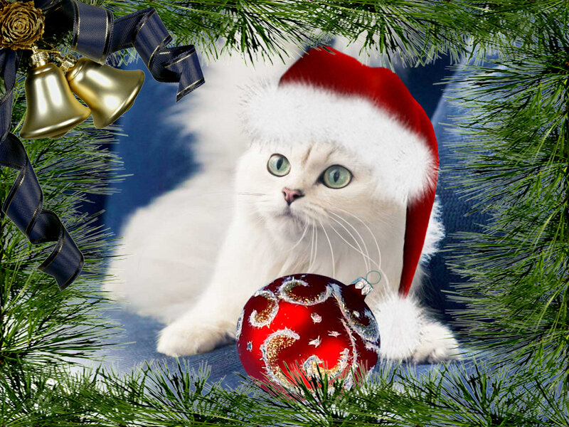 White Cat in Santa Hat — Festive, Winter, Photograph