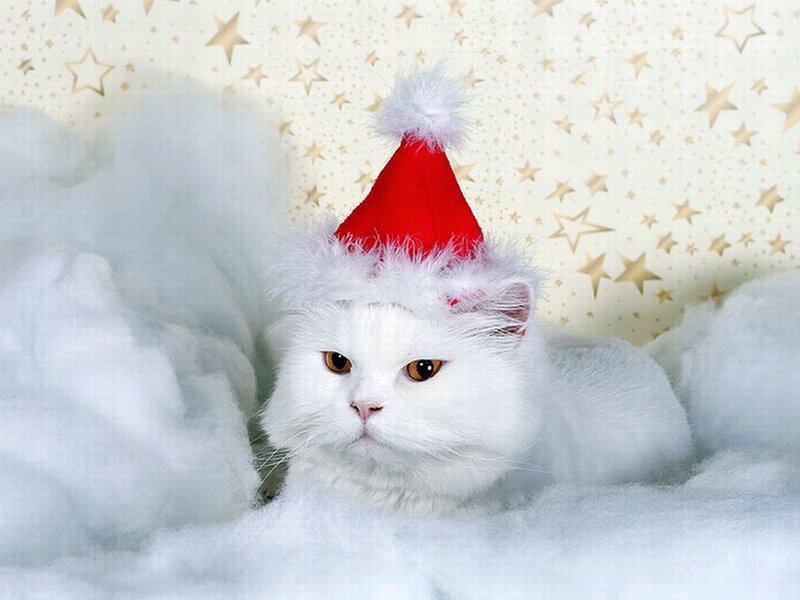 White Cat in Santa Hat — Festive, Winter