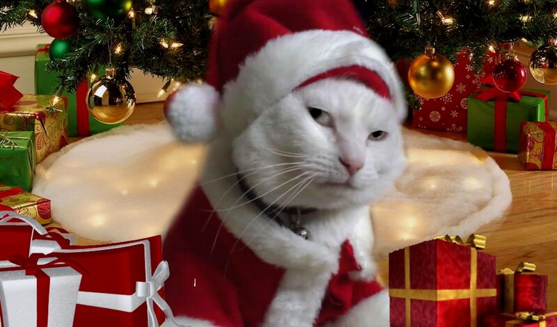 White Cat in Santa Hat — Red, Festive, Winter, Photograph