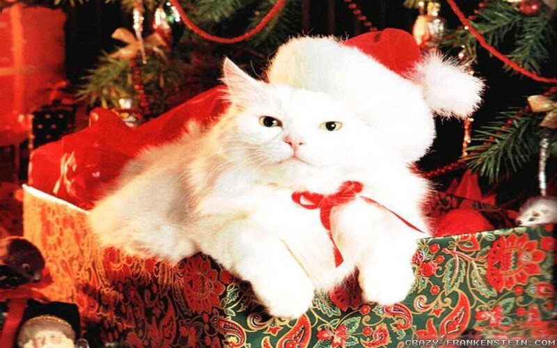 White Cat in Santa Hat — Red, Festive, Winter