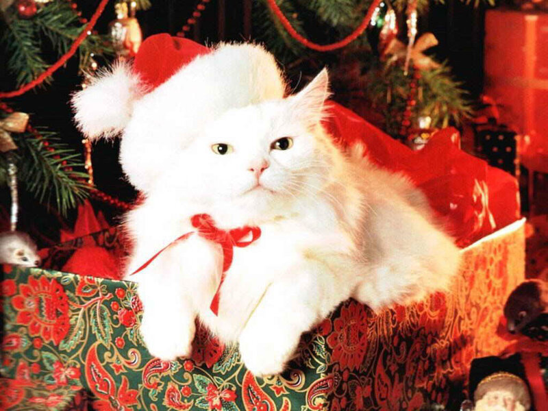 White Cat in Santa Hat — Red