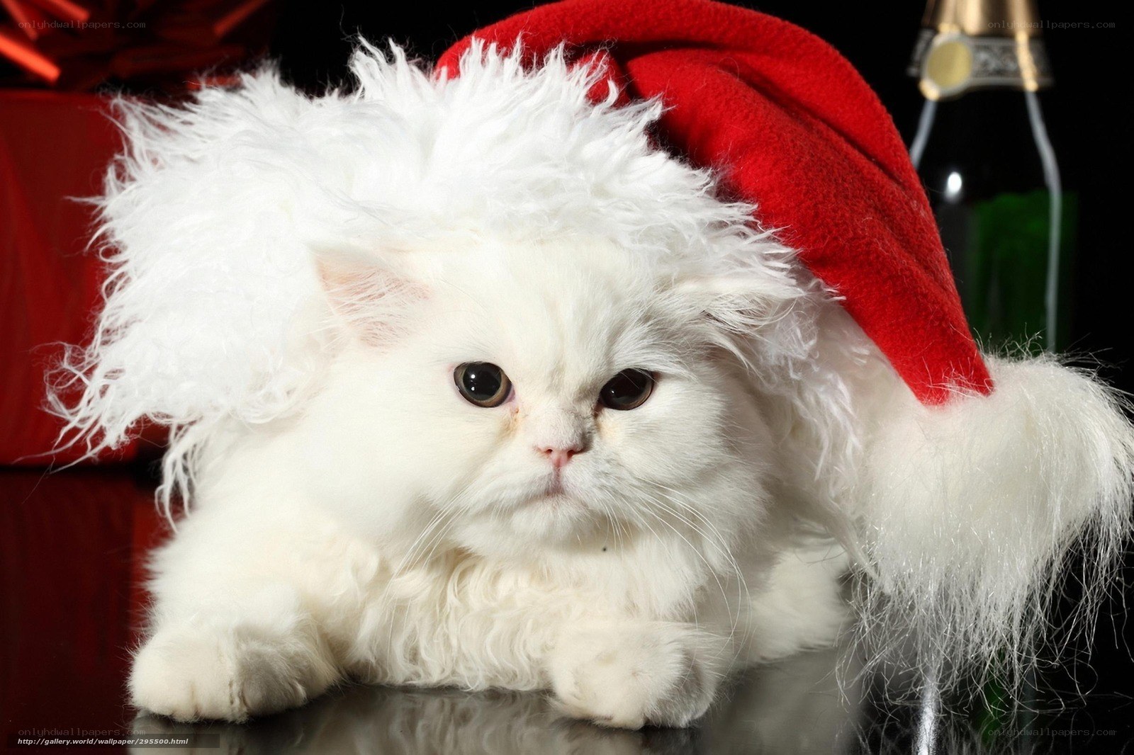 white cat in santa hat
