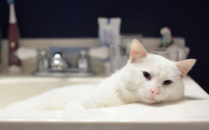 White Cat in Sink — Calm, Photograph
