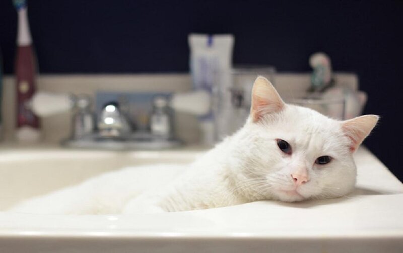 White Cat in Sink — Calm