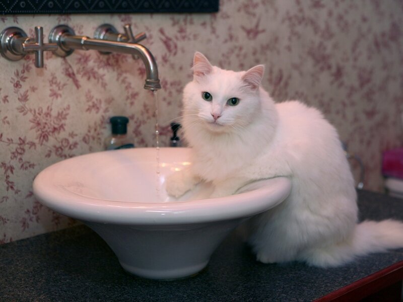 White Cat in Sink