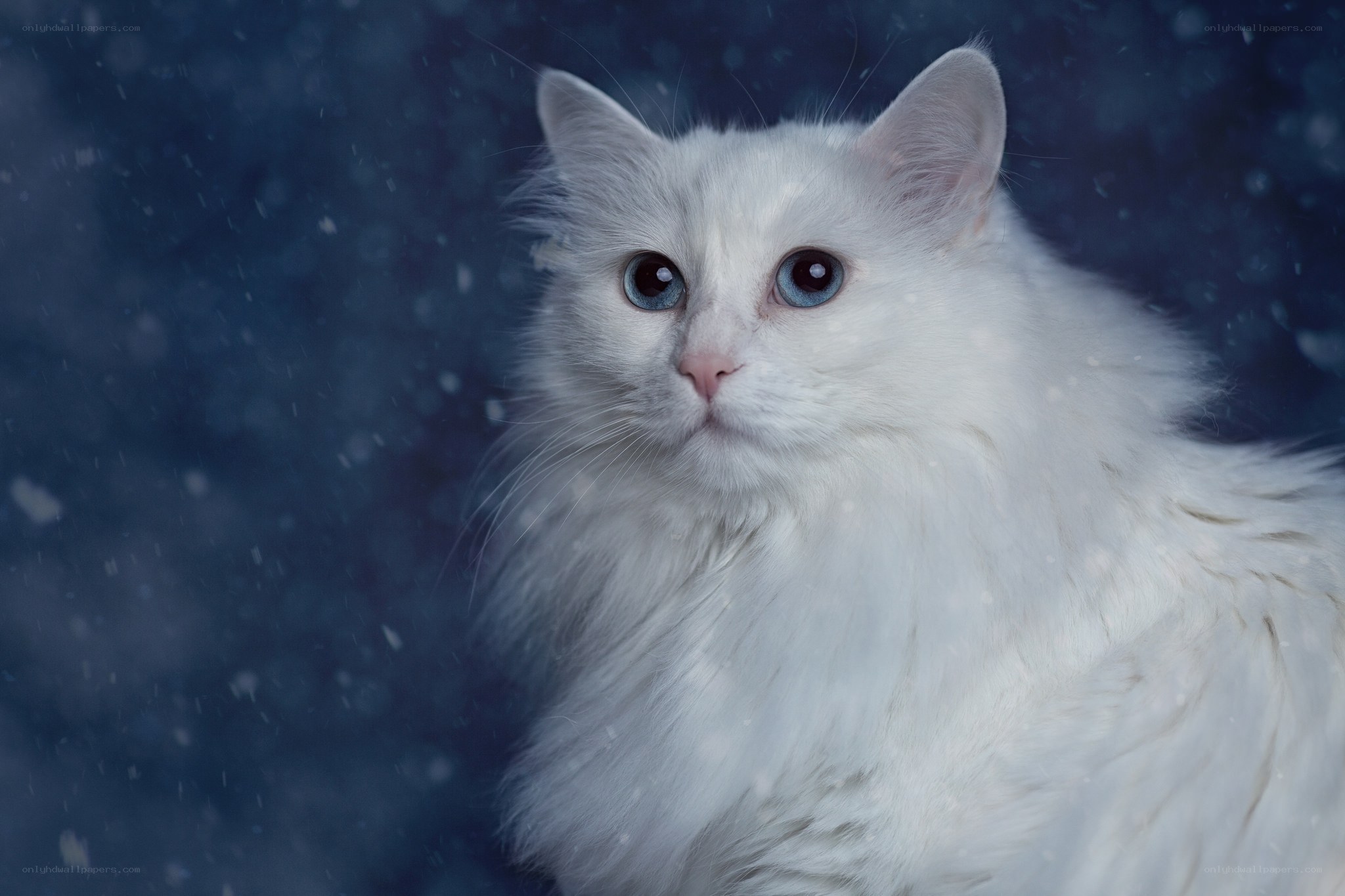 white cat in snow