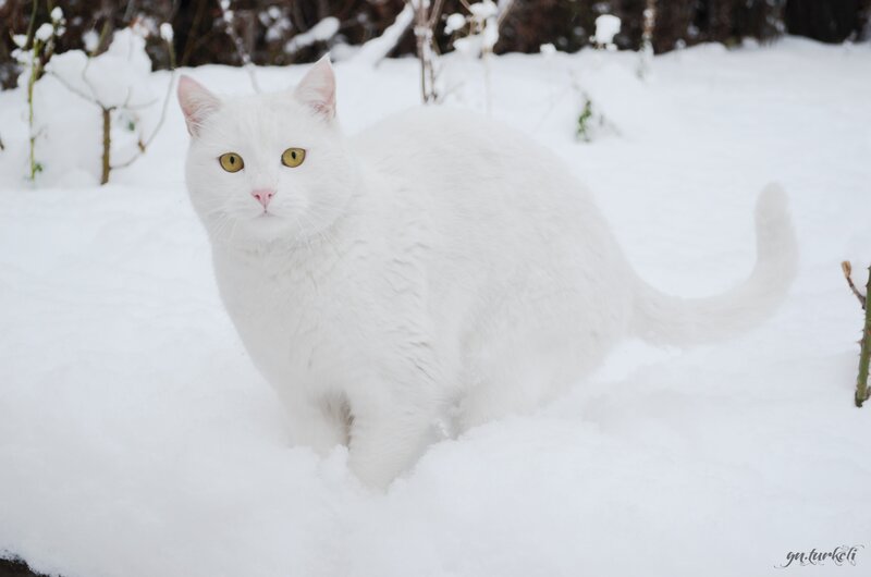 white cat in snow