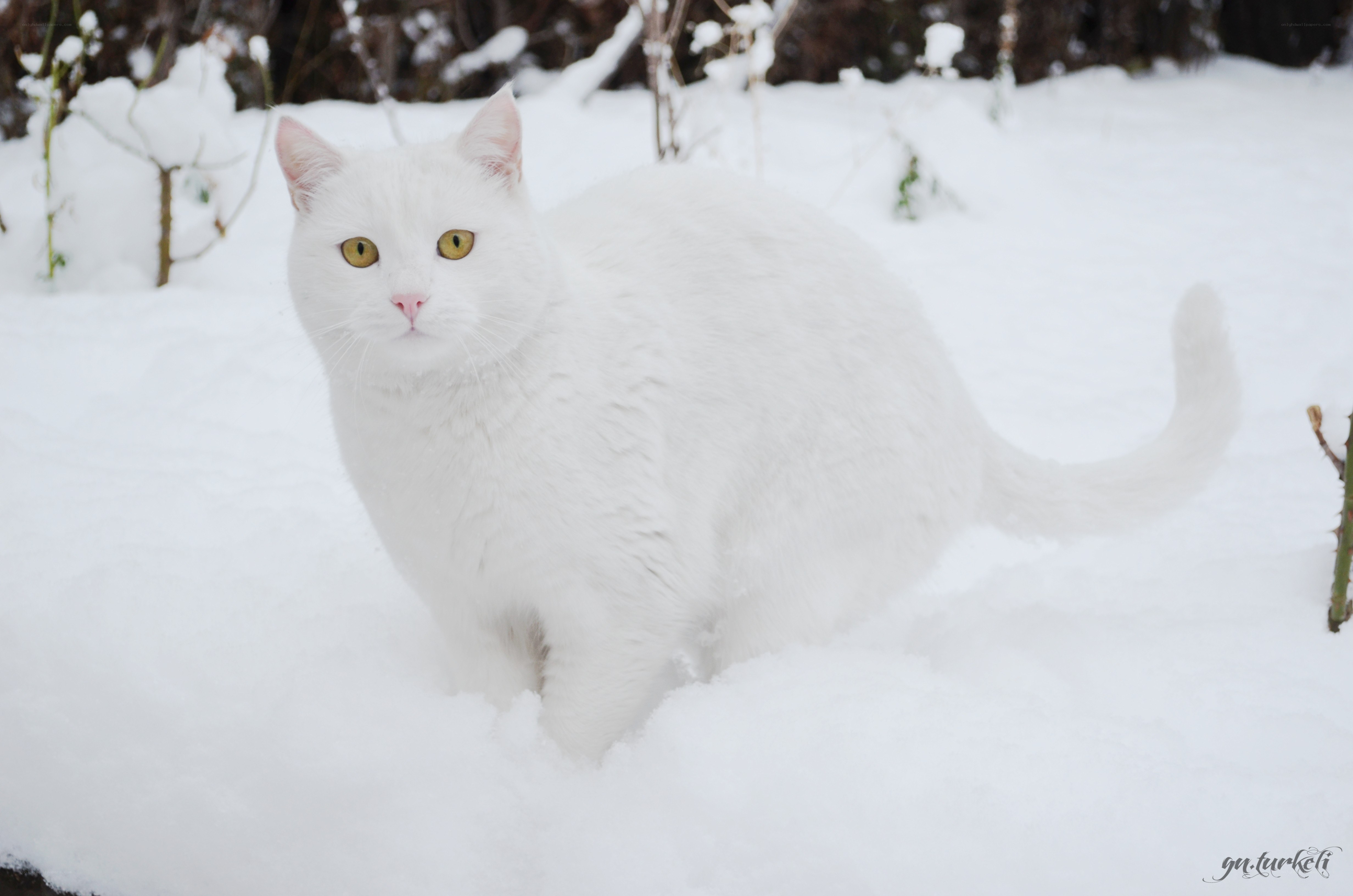 white cat in snow