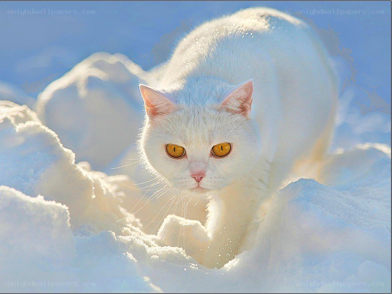 White cat in snow