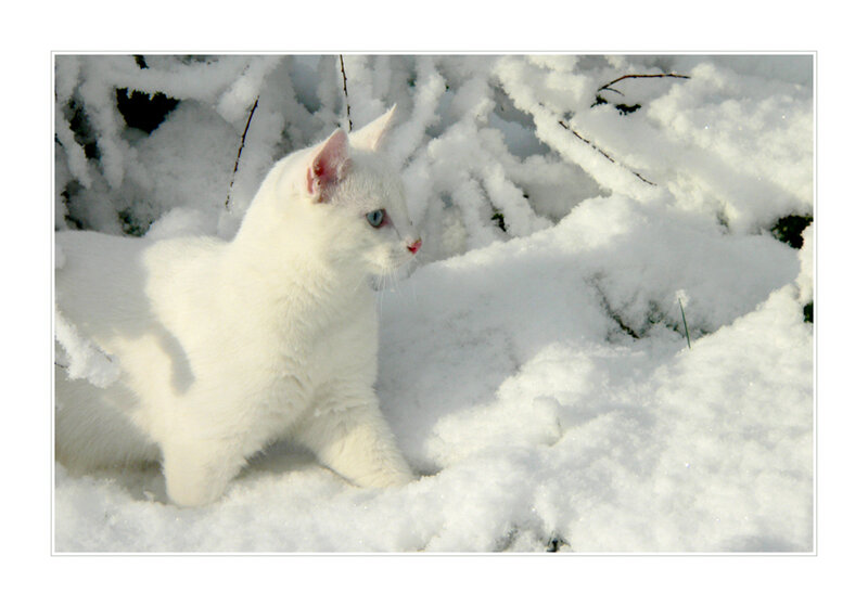 White Cat in Snow — Calm, Winter, Photograph, Branches