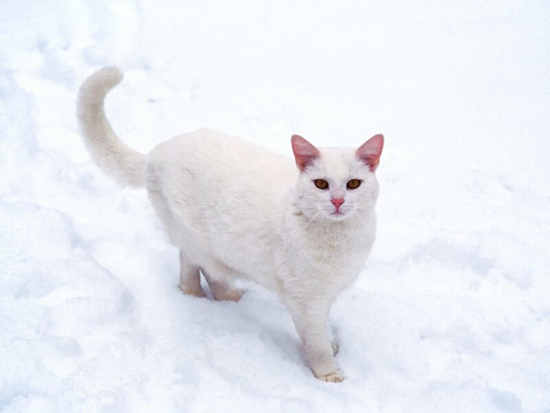 White Cat in Snow — Calm, Winter, Photograph, Tail