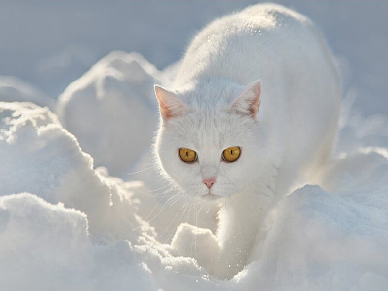 White Cat in Snow — Calm, Winter, Photograph