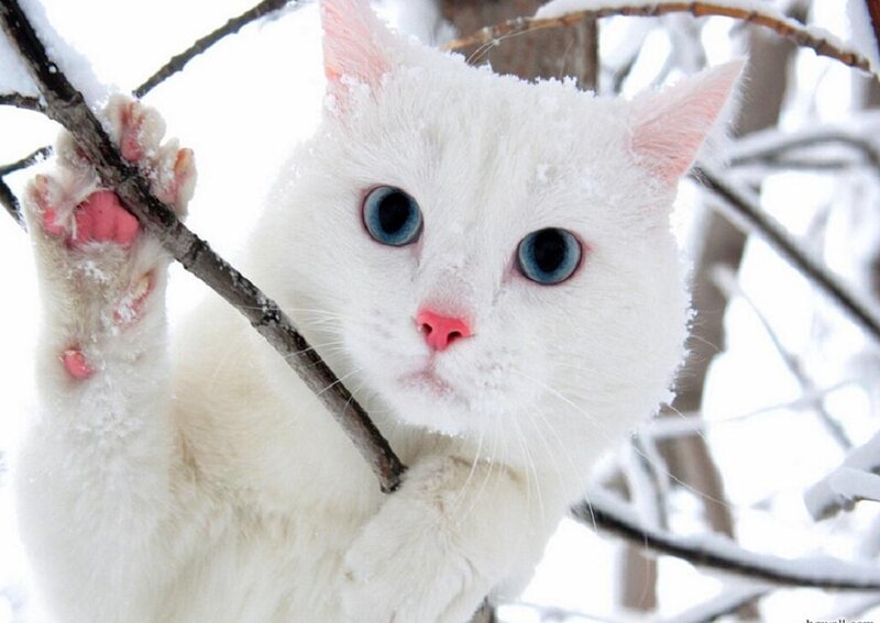 White Cat in Snow — Calm, Winter, Photograph, Tree Branch