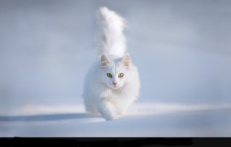 White Cat in Snow — Calm, Winter