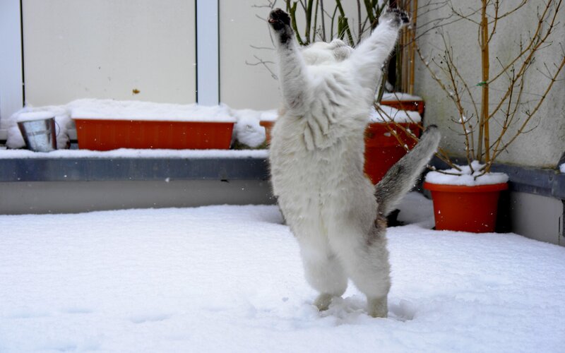 White Cat in Snow — Playful, Winter