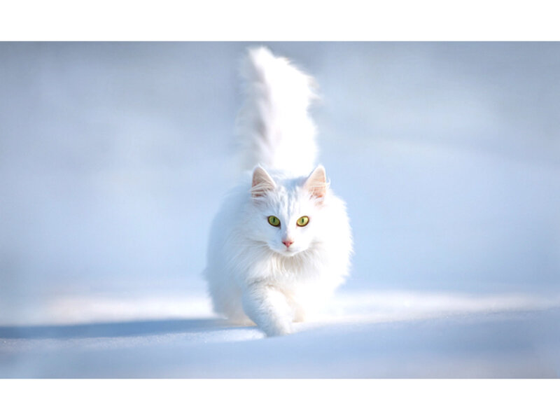 White Cat in Snow — Serene, Winter, Photograph