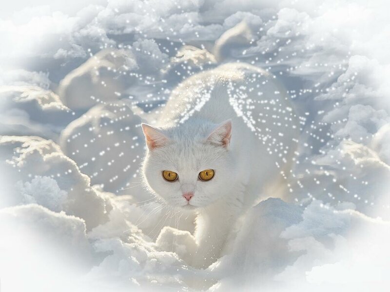 White Cat in Snow — Serene, Winter
