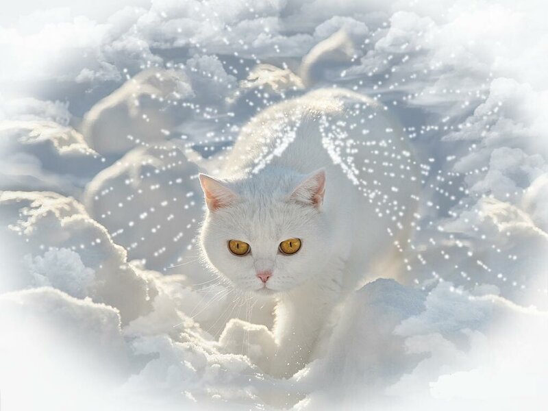 white cat in snowy landscape