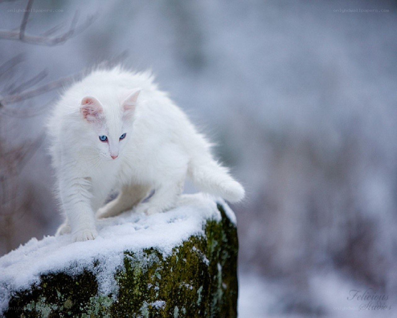 white cat in snowy landscape
