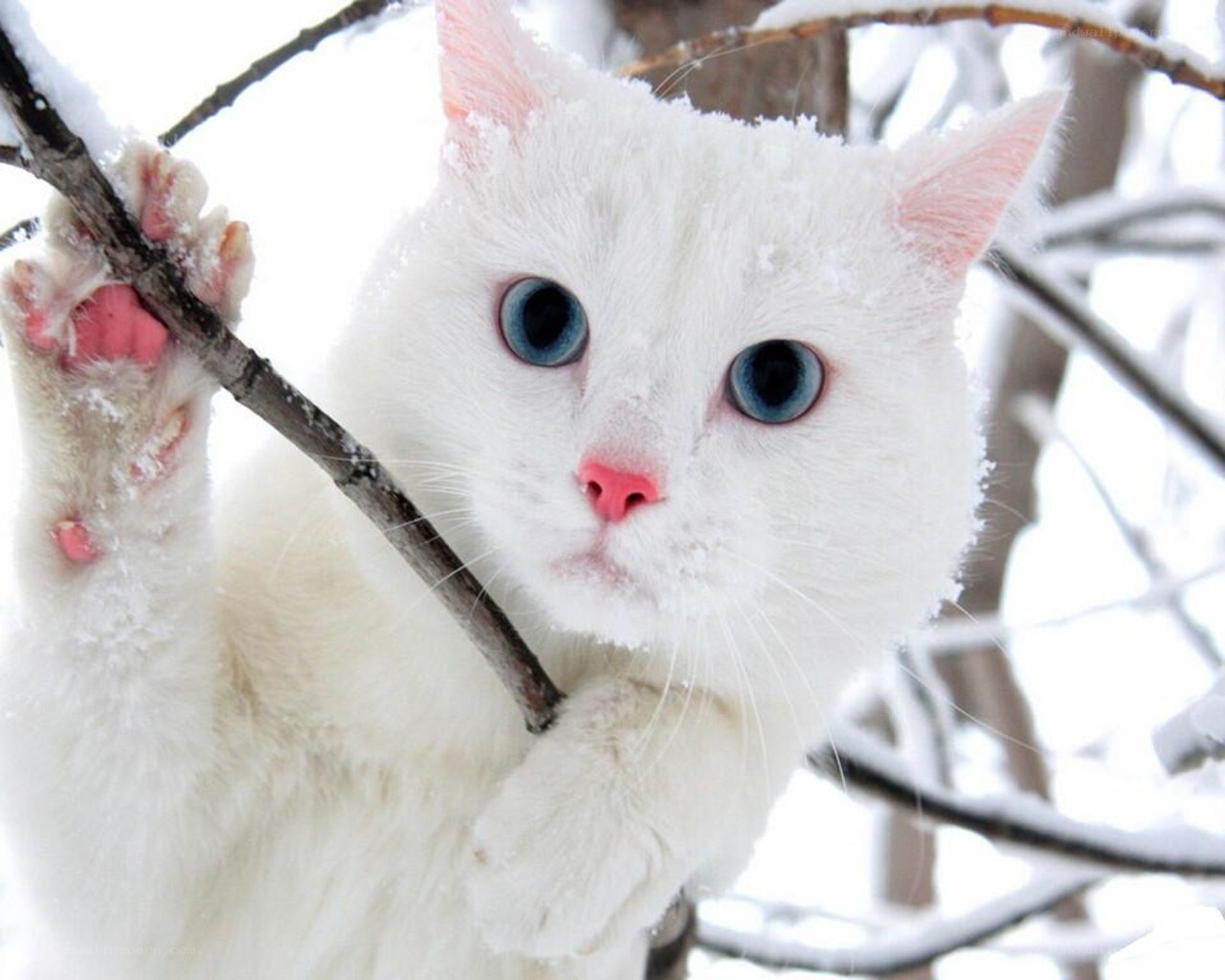 white cat in snowy tree