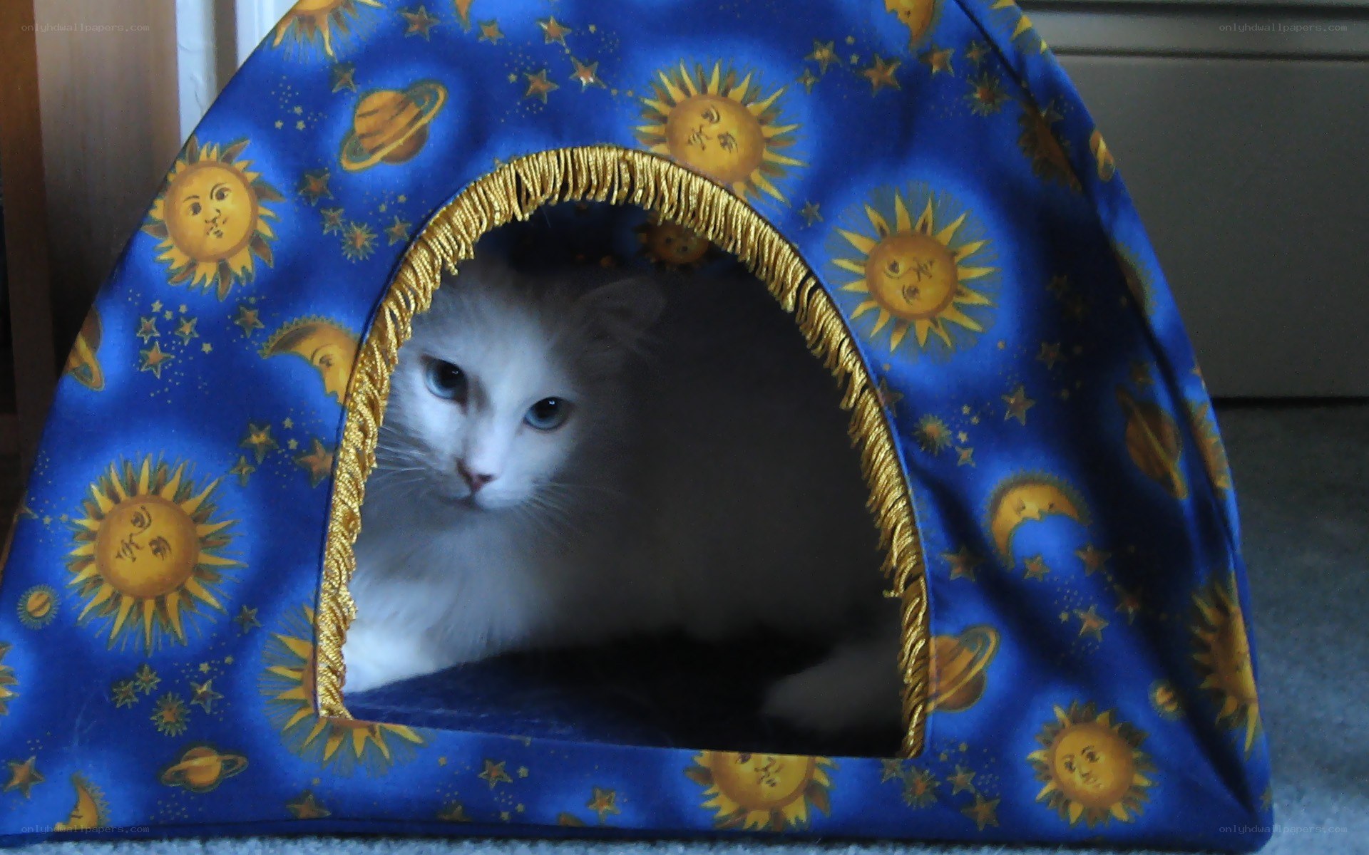 White cat in space tent
