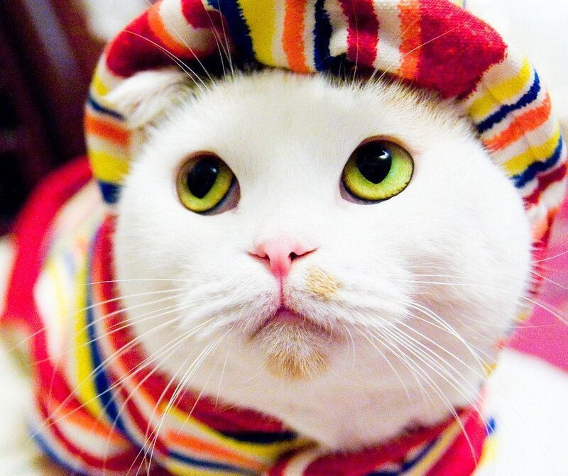 white cat in striped hat