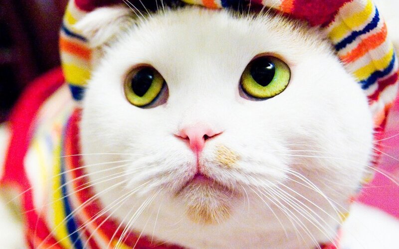 white cat in striped hat